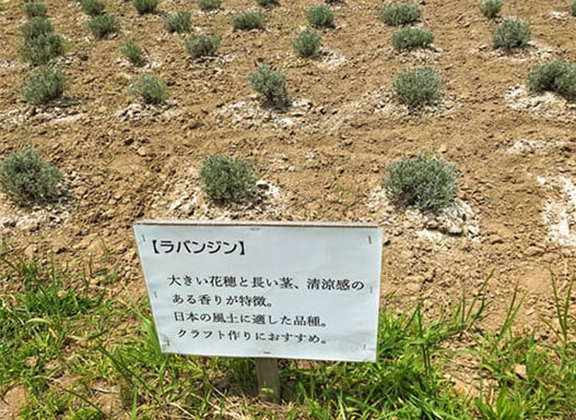 ラバンジン