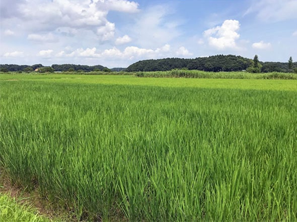青々とした田んぼ