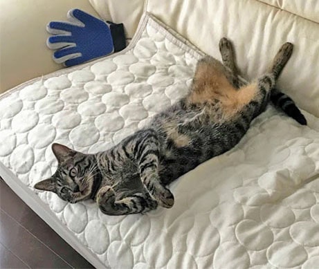 ソファで寝転ぶ子猫