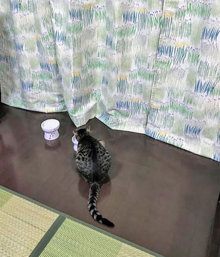 草花柄のカーテンと緑色の畳と猫