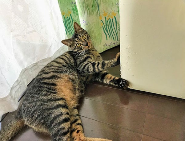 何もしていませんよと言う顔をする猫