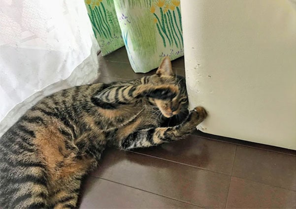 ソファの横で眠る猫