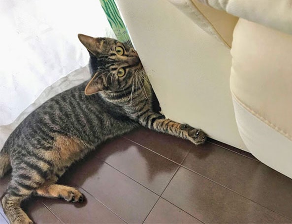 ソファの脚を噛む猫
