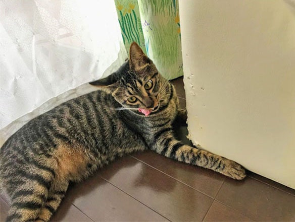 ソファ横で舌を出す猫