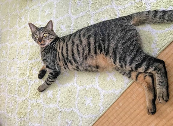 絨毯に転がる猫