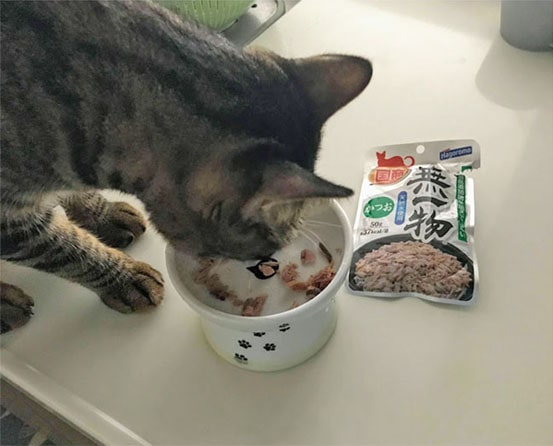 無一物を食べる猫