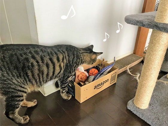 おもちゃの箱を覗く猫