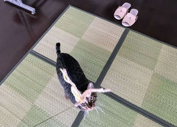 新しいじゃらしに夢中な猫
