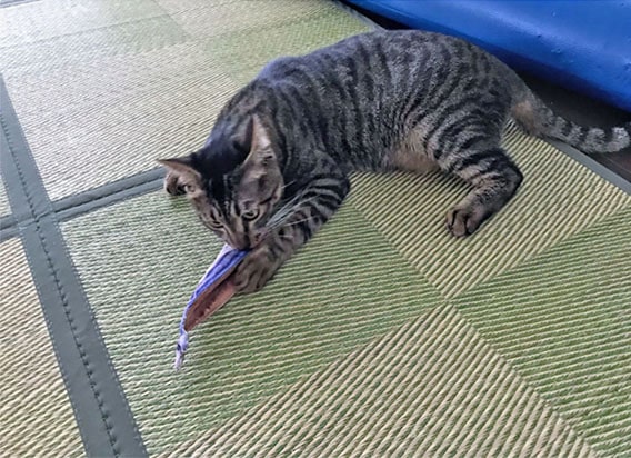 さんまのけりけりで遊ぶ猫