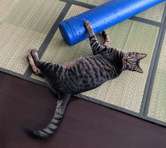 ストレッチポールをかじる猫