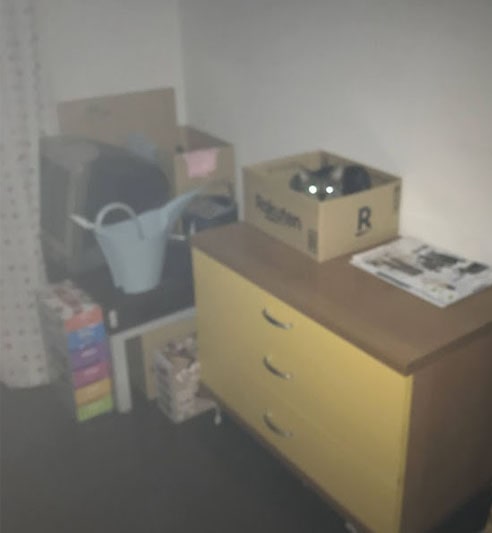 楽天の箱に潜む猫