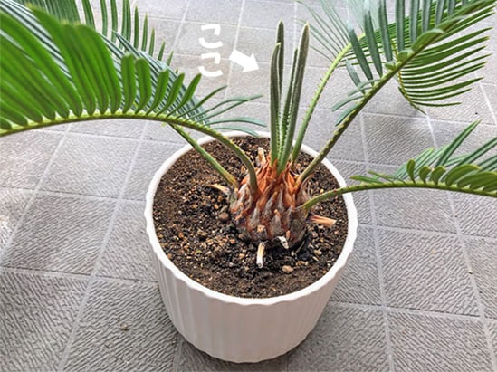 宅配 ソテツ 観葉植物 白鉢 約70cm 8号 現品 新芽がしっからりしてき その他観葉植物