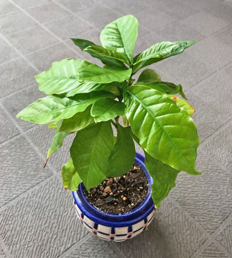 植え替えたコーヒーノキ