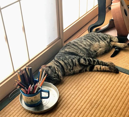 畳の隅で眠る猫