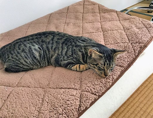 ふかふか布団の上で眠る猫