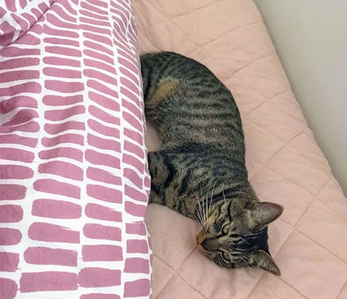 手足を布団へ入れて眠る猫