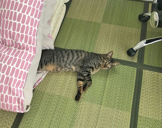 暑くなり布団から抜け出た猫