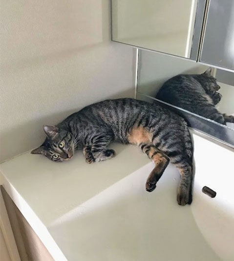 洗面所でひんやりする猫