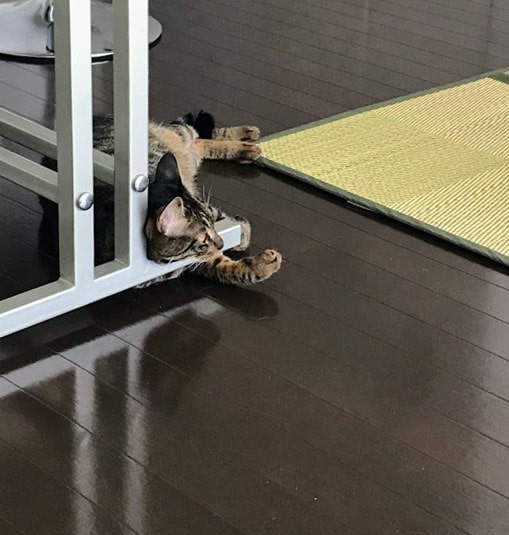 テーブルの足元でひんやりする猫