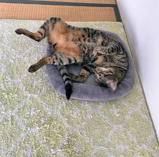 マットの上で足を広げて眠る猫