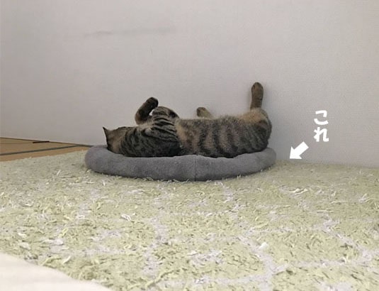 マット上でひっくり返って眠る猫