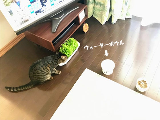 エコ加湿器から水を飲む猫