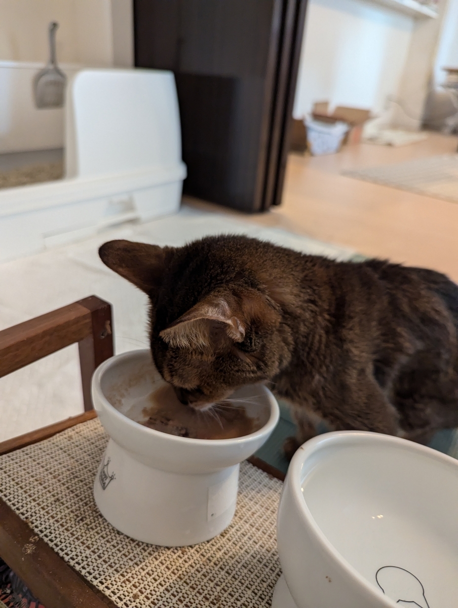 猫 ごはん