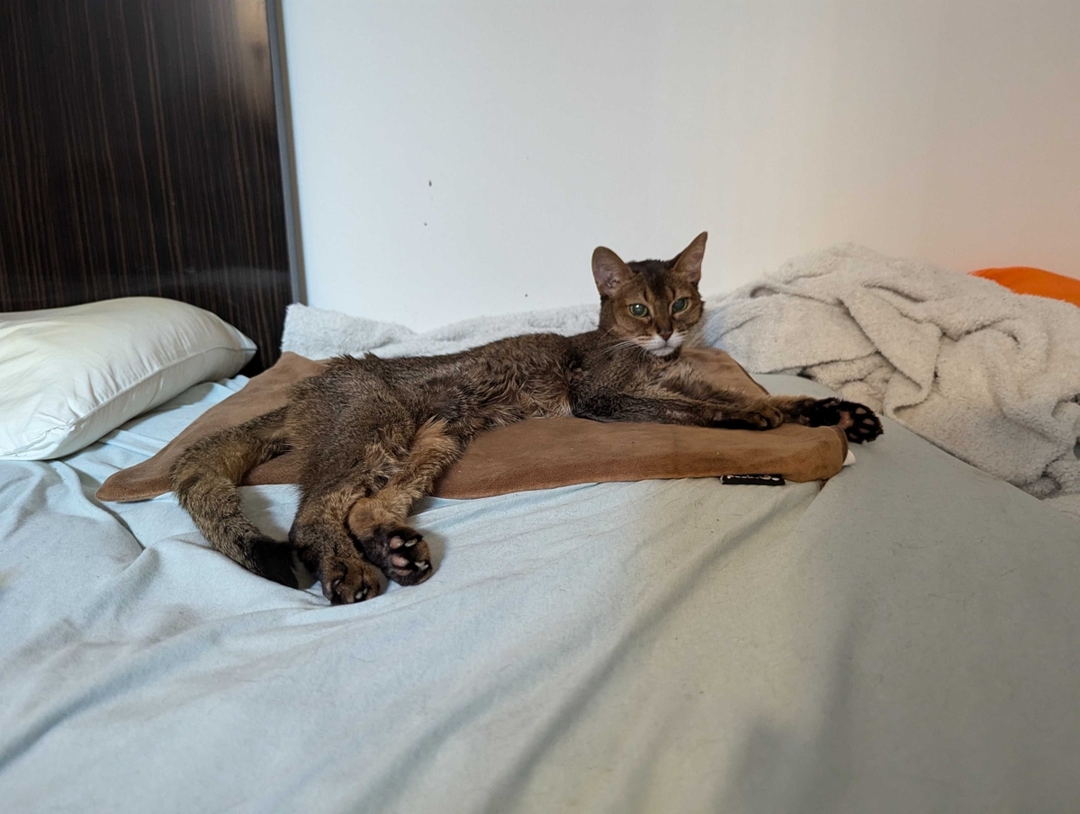 猫 アビシニアン