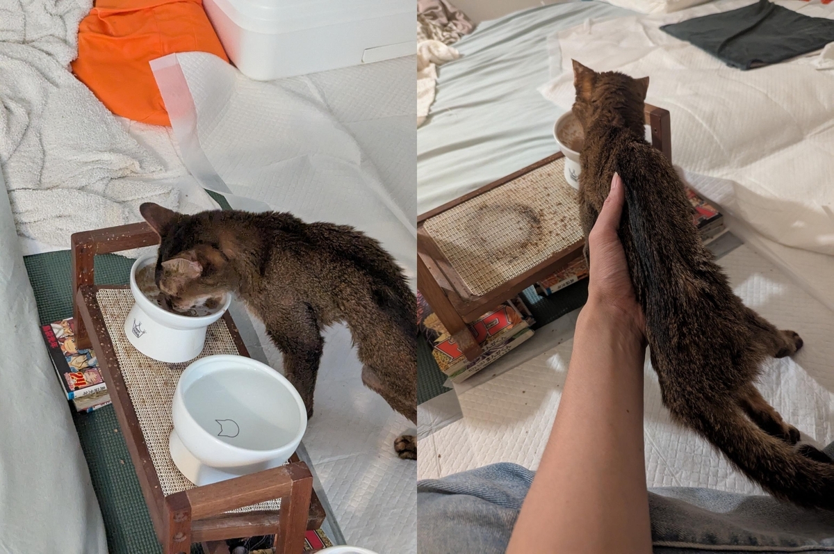 ご飯を食べるアビ