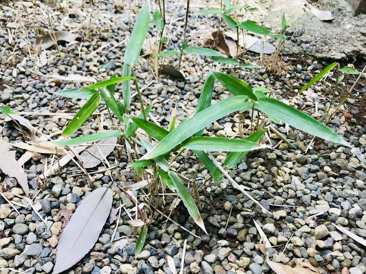 f:id:kagezou268:20190730173439j:plain f:id:kagezou268:20190730173439j:plain