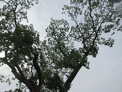 f:id:kagiyas:20170622185238j:plain