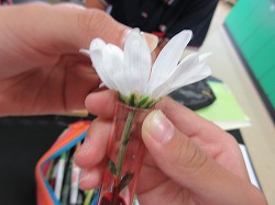 ６年生 理科 花が赤くなるのは かぎやっ子日記