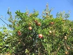 f:id:kagiyas:20170929131025j:plain f:id:kagiyas:20170929131025j:plain