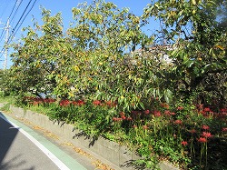 f:id:kagiyas:20170929131107j:plain f:id:kagiyas:20170929131107j:plain
