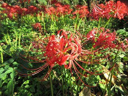 f:id:kagiyas:20170929131216j:plain f:id:kagiyas:20170929131216j:plain