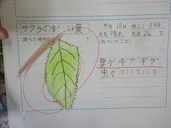 ４年生 理科 サクラの花を観察するために かぎやっ子日記
