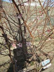 f:id:kagiyas:20181227115635j:plain