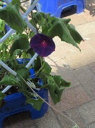 f:id:kagiyas:20190708125424j:plain