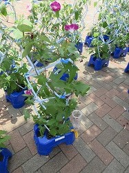 f:id:kagiyas:20190708125526j:plain