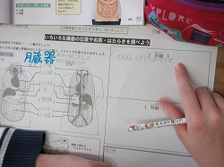 ６年生 理科 肝臓と腎臓 かぎやっ子日記