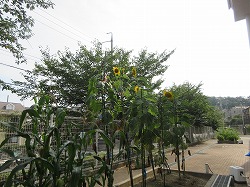 f:id:kagiyas:20200813191933j:plain