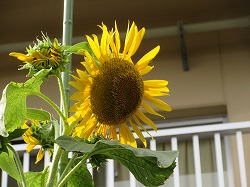 f:id:kagiyas:20200813191945j:plain