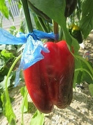 f:id:kagiyas:20200813191948j:plain