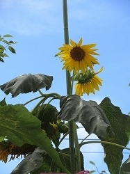 f:id:kagiyas:20200817114109j:plain