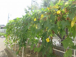 f:id:kagiyas:20200817114233j:plain