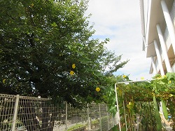 f:id:kagiyas:20200817114244j:plain