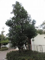 f:id:kagiyas:20210105103529j:plain