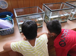 ５年生 理科 メダカがやってきた かぎやっ子日記