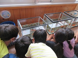５年生 理科 メダカがやってきた かぎやっ子日記