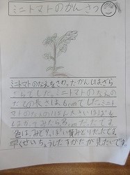2年生 観察名人たちがミニトマトを観察 かぎやっ子日記 2年生 観察名人たちがミニトマトを観察 かぎやっ子日記